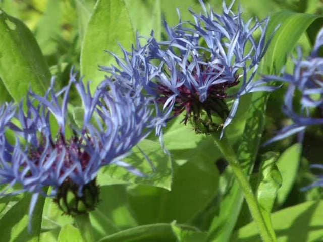 Alan Z – Cohort studies