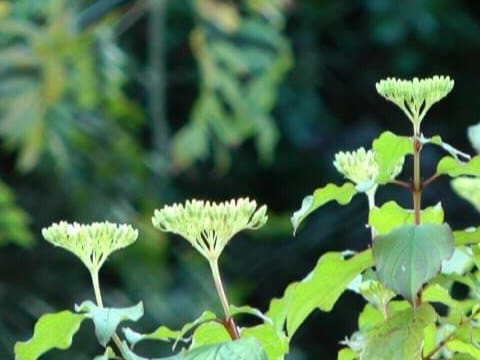 Rafi and Iram – Cohort studies