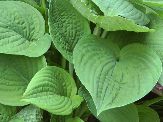 Steve – Cohort studies