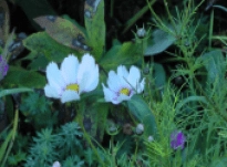 Rebecca – Interview 39