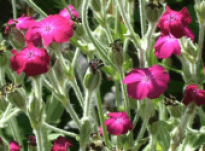 Nancy – Interview 09