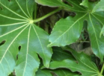 Mary – Interview 06