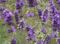 Rory – Interview 41