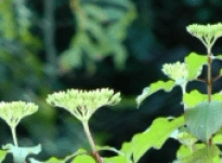 Janine – Interview 33