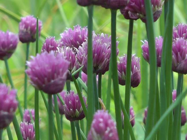 Isobel – Cohort studies