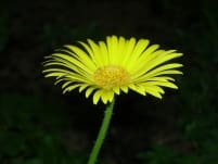 Michael Y and Pauline